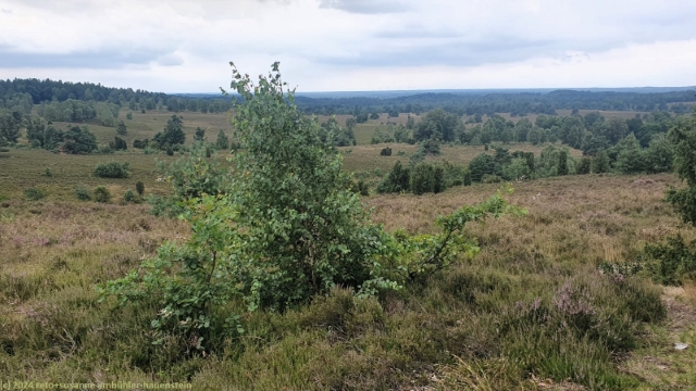 aussicht vom wilseder berg
