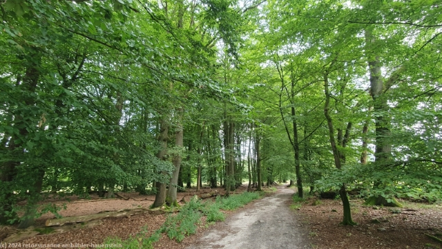 waldweg bei wilsede
