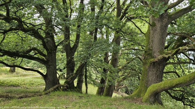 baeume am rand des totengrund