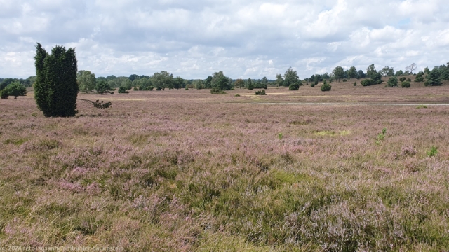 blick ueber die lueneburger heide