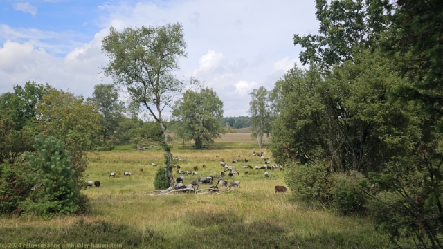 schafherde auf der lueneburger heide
