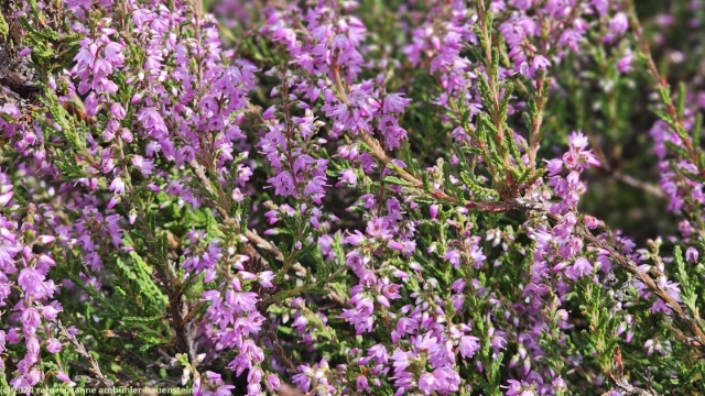 markantes, violettes heidekraut auf der lueneburger heide