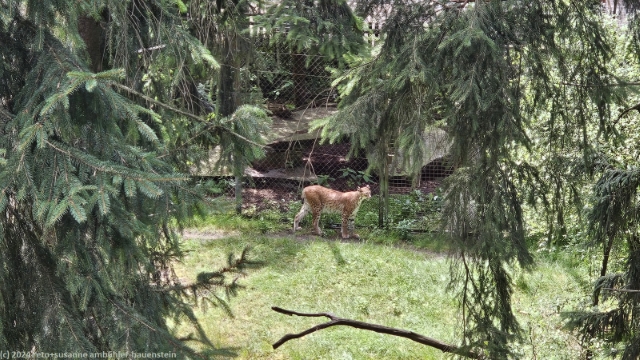 blick vom baumwipfelpfad ins luchsgehege