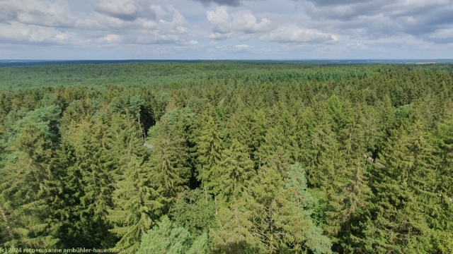 blick vom turm des baumwipfelpfades bei hanstedt richtung norden