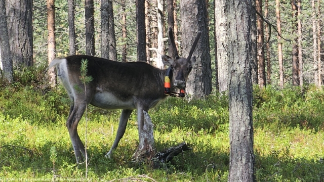 rentier neben dem hakokosken hujaus im hossa nationalpark
