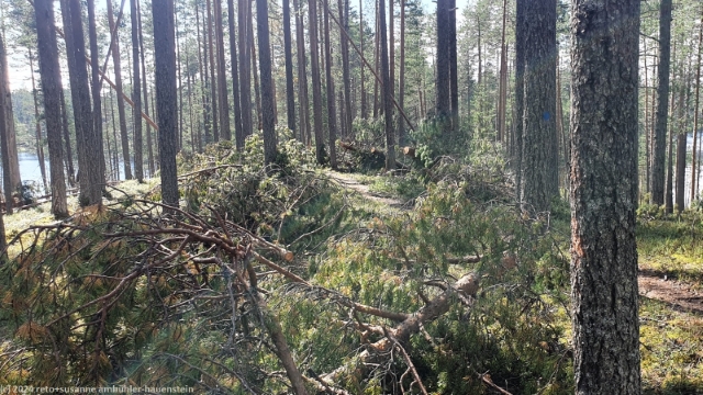 sturmschaeden entlang des laukkujaerven lenkki im hossa nationalpark