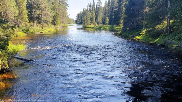 der laukkujaerven lenkki ueberquert den laukunsalmi im hossa nationalpark