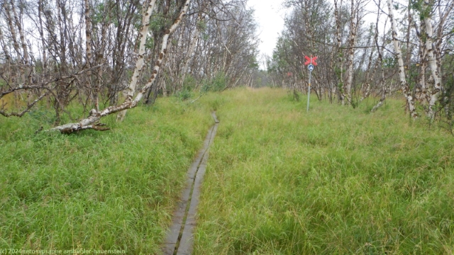 wandersteg durch lichten birkenwald im verlauf des kungsleden