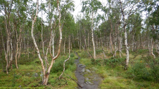 kungsleden durch birkenwald