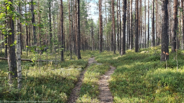 wanderweg zwischen jokkmokk und campingplatz