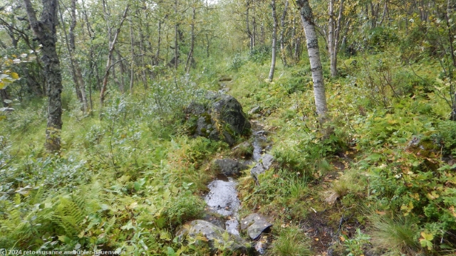 sumpfiger padjelantaleden