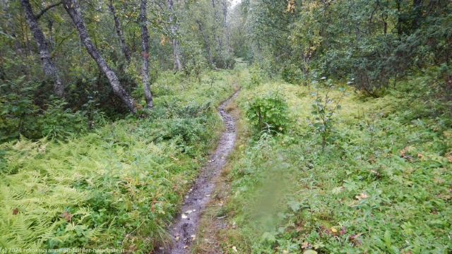wanderweg durch sumpfgebiet im verlauf des padjelantaleden