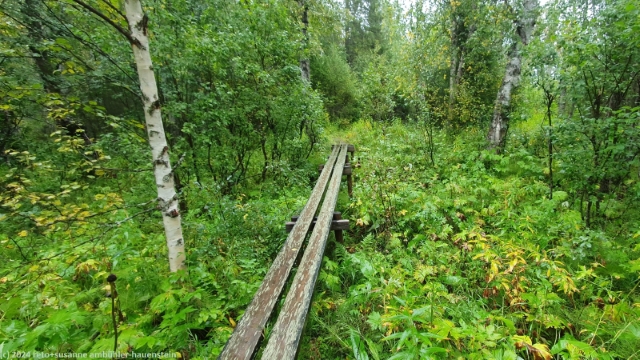 luftiger wandersteg durch sumpfgebiet im verlauf des padjelantaleden