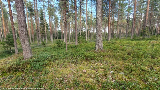 nadelwald entlang des hembergsleden