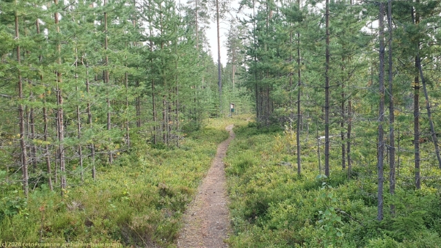 schoener waldweg im verlauf des hembergsleden