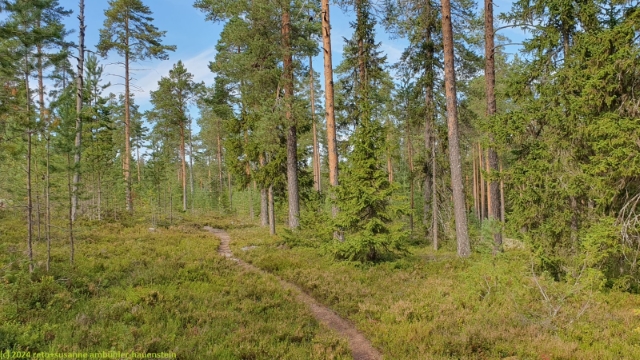 hembergsleden durch nadelwald