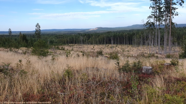 hembergsleden durch kahlgerodetes waldstueck