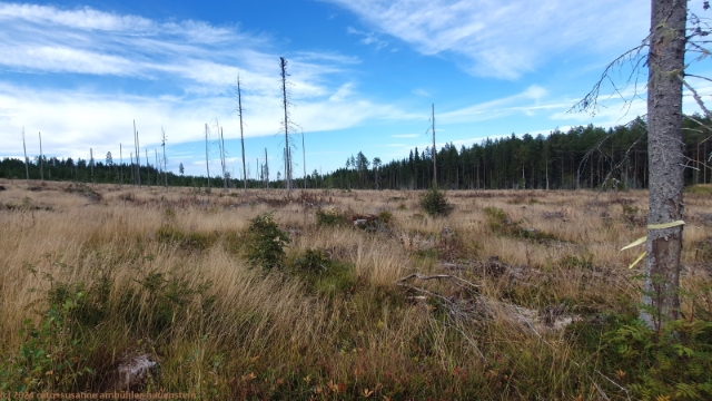 hembergsleden durch kahlgerodetes waldstueck