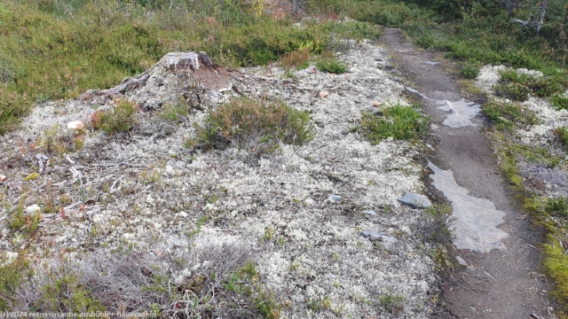 flechten entlang des hembergsleden