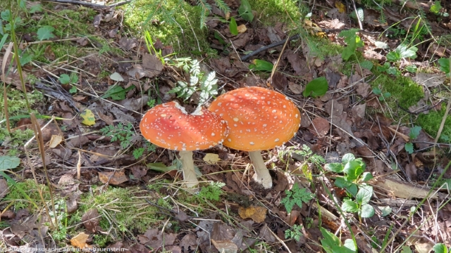 pilze entlang des hembergsleden