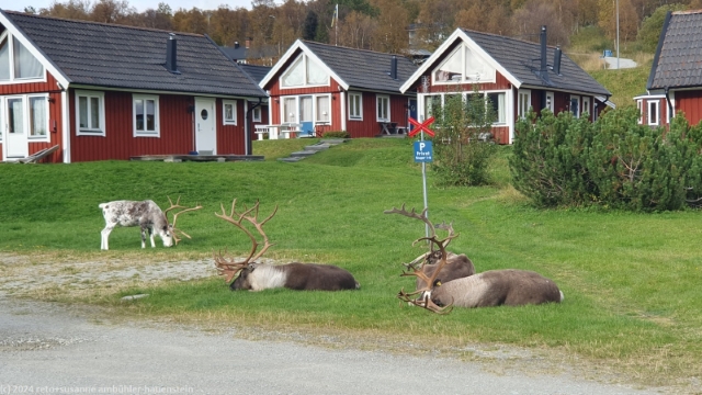 rentiere auf dem parkplatz des strandgarden bei fjaellnaes