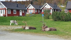 rentiere auf dem parkplatz des strandgarden bei fjaellnaes