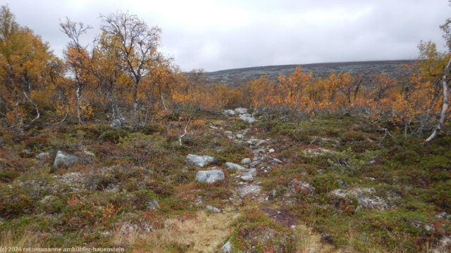 suedlicher kungsleden durch niederen birkenwald
