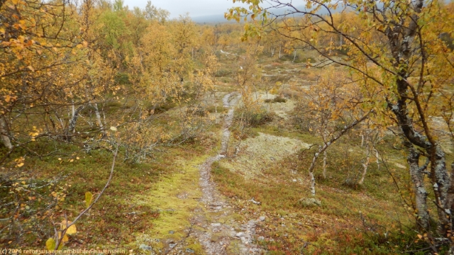 birkenwald bei bavla im verlauf des suedlichen kungsleden