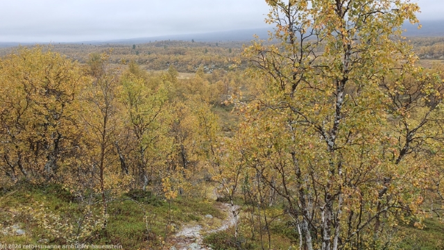 birkenwald bei bavla im verlauf des suedlichen kungsleden