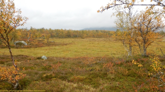 sumpf entlang des suedlichen kungsleden