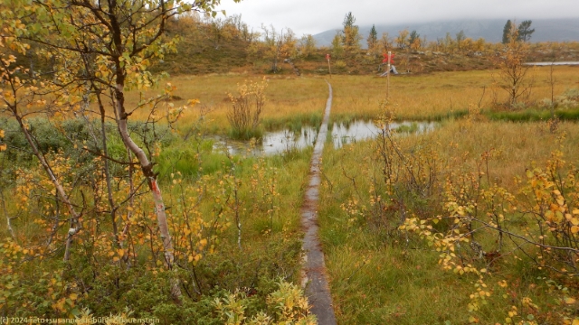 wandersteg durch sumpfgebiet im verlauf des suedlichen kungsleden