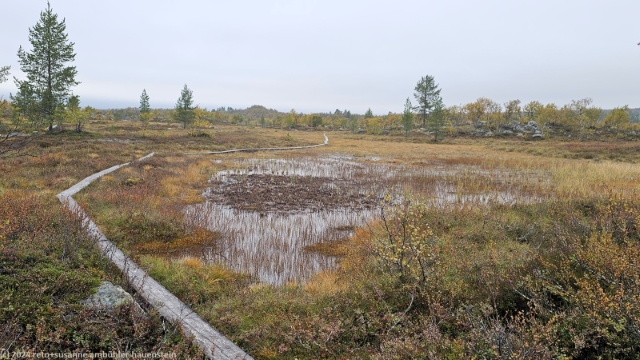 wandersteg durch sumpfgebiet im verlauf des suedlichen kungsleden