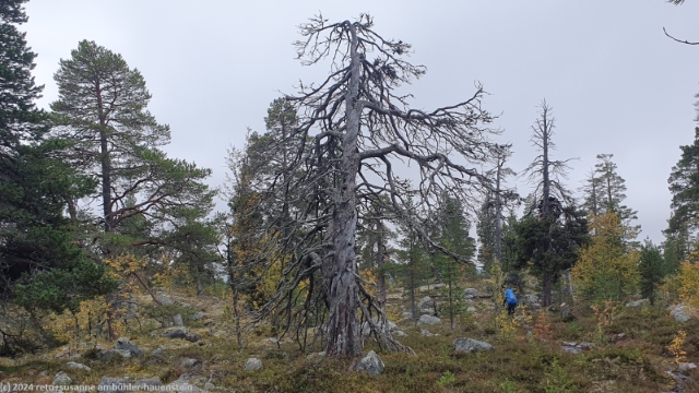 kahler baum am suedlichen kungsleden