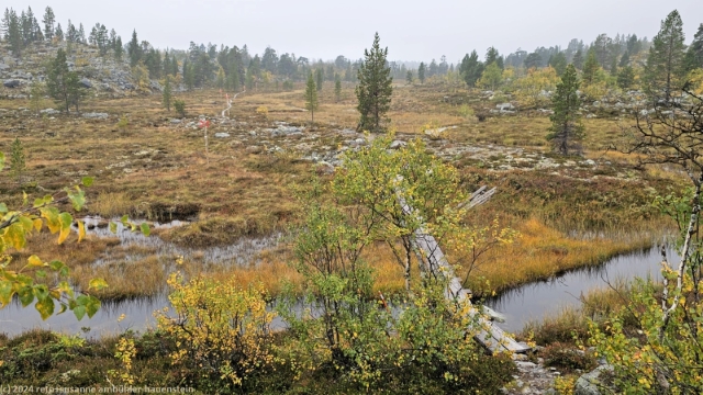 wandersteg durch sumpfgebiet im verlauf des suedlichen kungsleden