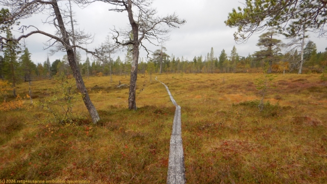 wandersteg durch sumpfgebiet im verlauf des suedlichen kungsleden