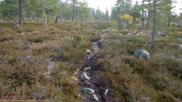 sumpfiger pfad im verlauf des suedlichen kungsleden