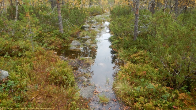 sehr sumpfiger pfad im verlauf des suedlichen kungsleden