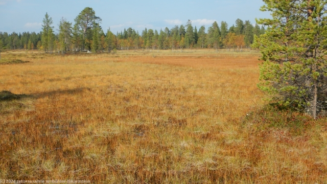 sumpfgebiet entlang des suedlichen kungsleden