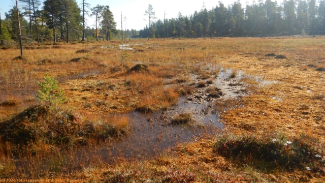 sumpf entlang des suedlichen kungsleden