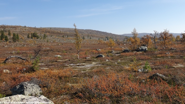 rentiere am goetsetjahke entlang des suedlichen kungsleden