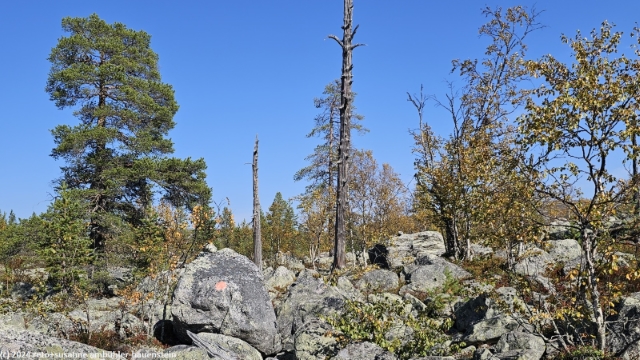 blockfeld im verlauf des suedlichen kungsleden