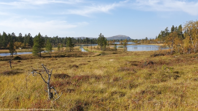 naessjoebaecken am suedlichen kungsleden