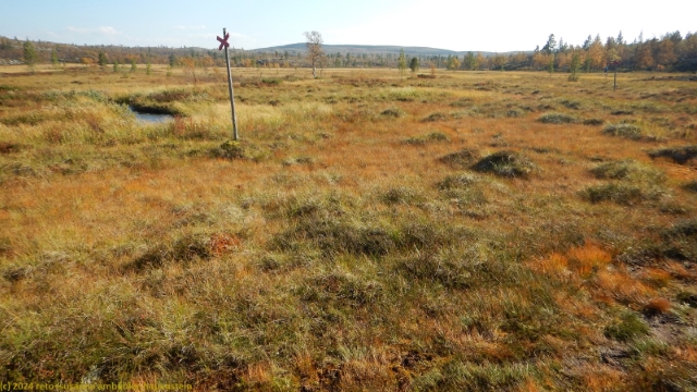 sumpf am suedlichen kungsleden