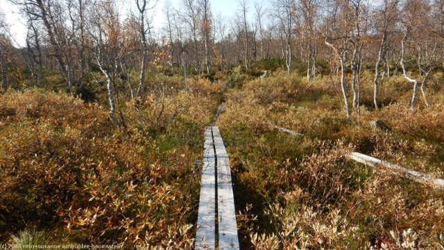 wandersteg durch birkenwald richtung olasen im verlauf des suedlichen kungsleden
