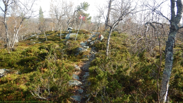 pfad durch wald richtung olasen im verlauf des suedlichen kungsleden