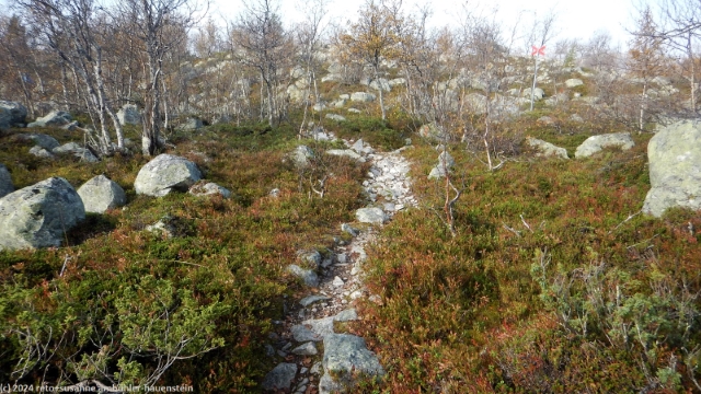 pfad durch wald richtung olasen im verlauf des suedlichen kungsleden