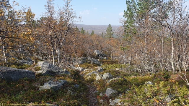 pfad durch wald richtung olasen im verlauf des suedlichen kungsleden