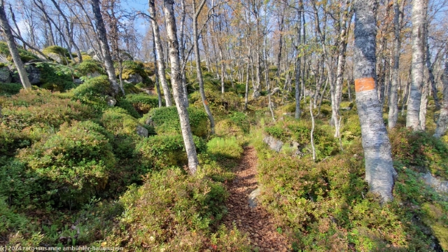 aufstieg durch wald richtung gaetielyoeke im verlauf des suedlichen kungsleden