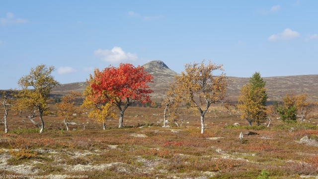 blick richtung syndre haevlingsklaeppen w?hrend dem aufstieg richtung gaetielyoeke im verlauf des suedlichen kungsleden