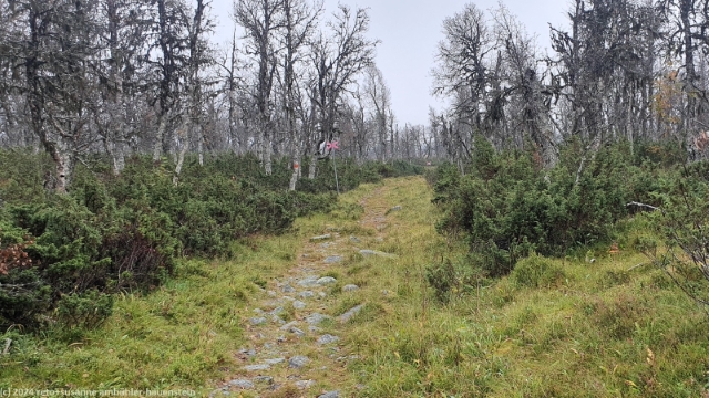 wanderweg durch fichtenwald